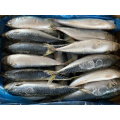 New Arrival Frozen Pacific Mackerel For Thailand Market